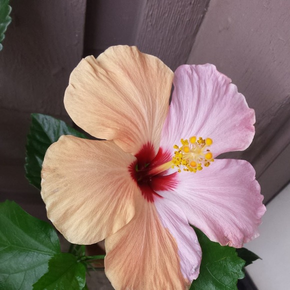 Meet your Posher, Marilynn - Picture 1 of 1